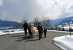 Alpaka Spaziergang, Foto: Familie Moosmann, Ferienhaus Brittenberg