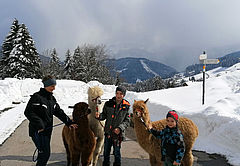 Alpaka Spaziergang, Foto: Familie Moosmann, Ferienhaus Brittenberg
