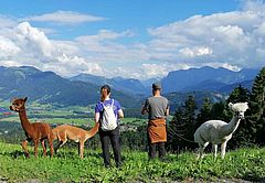 Aussicht genießen mit den "wolligen" Alpakas, Foto: Familie Moosmann am Brittenberg