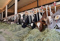 Kühe beobachten, Foto: Mooshof-Greber
