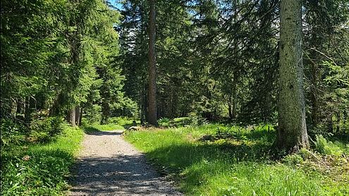 Auf dem Weg durch den Wald Richtung Klausberg, Foto: Schwarzenberg Tourismus