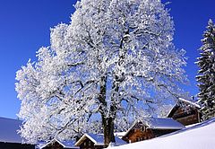 Winter am Bödele, Foto: Alois Metzler